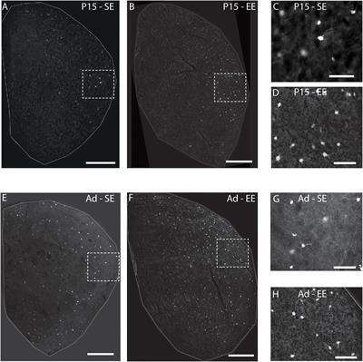 Environmental Enrichment From Birth Impacts Parvalbumin Expressing Cells and Wisteria Floribunda Agglutinin Labelled Peri-Neuronal Nets Within the Developing Murine Striatum